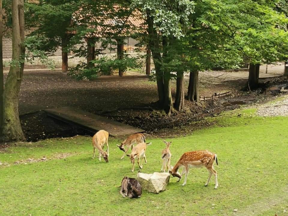 Ferienwohnung Reese- Horstmann Mit Hallenbad Und Sauna, Wlan "Harz Zu Jeder Jahreszeit" Bad Harzburg Exterior foto